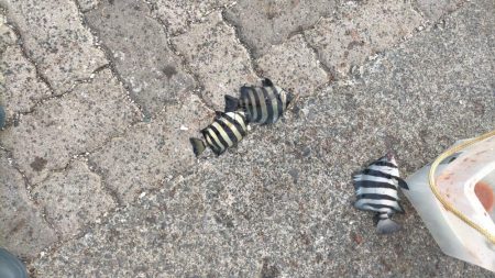 サンバカーニバル