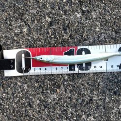 小浜湾でサヨリ調査