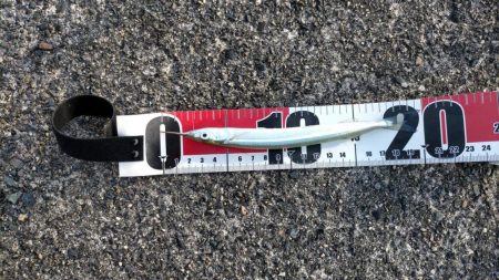 小浜湾でサヨリ調査