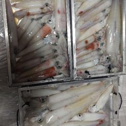 鳥取イカメタル