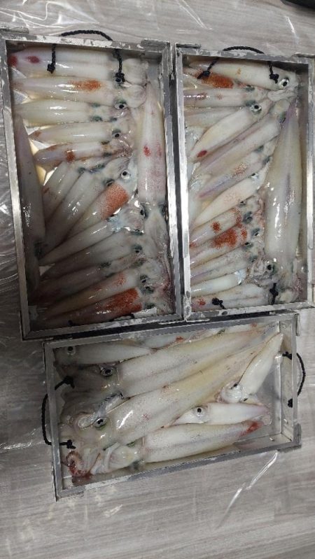 鳥取イカメタル