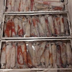 鳥取イカメタル リベンジ