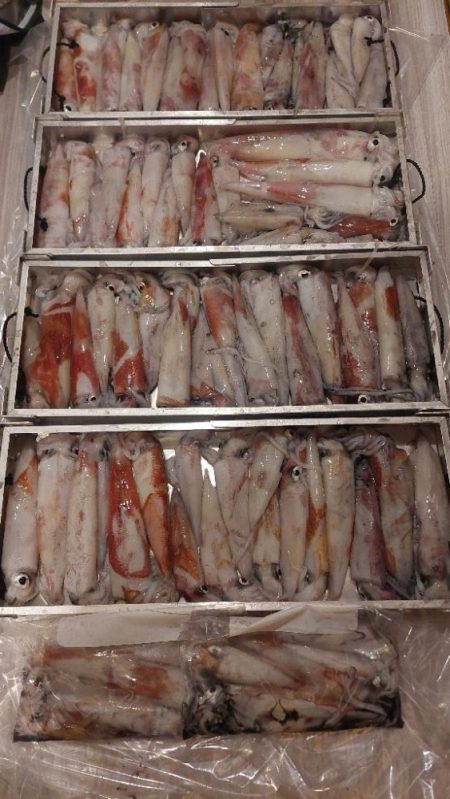 鳥取イカメタル リベンジ