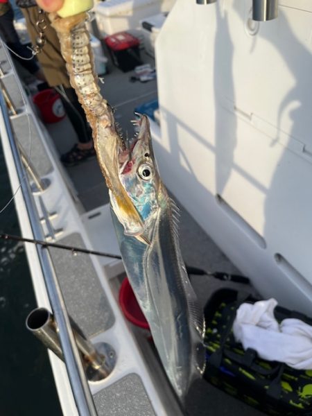 博多湾で初めてのタチウオ釣りしてきました