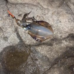 2025秋エギングスタート！