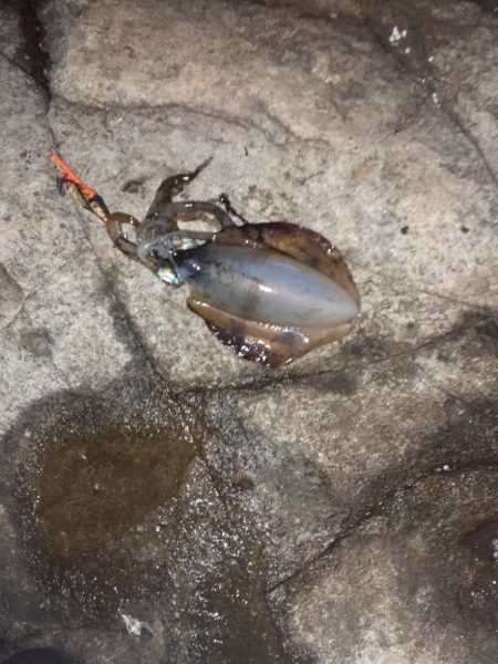 2025秋エギングスタート！