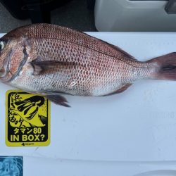 鹿児島錦江湾で１つテンヤのタイ釣り、また行…