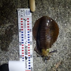 秋イカ狙い