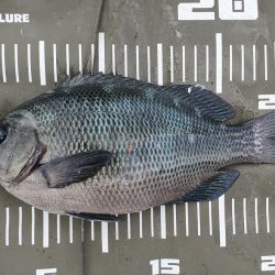 ファミリーフィッシング