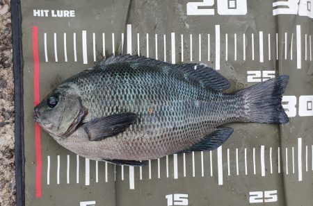 ファミリーフィッシング