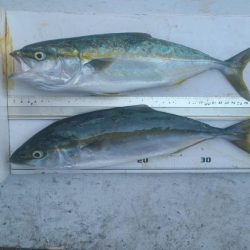 和歌山大引の磯でフカセ釣り