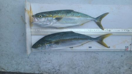 和歌山大引の磯でフカセ釣り