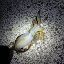 とりあえずアオリ2回目