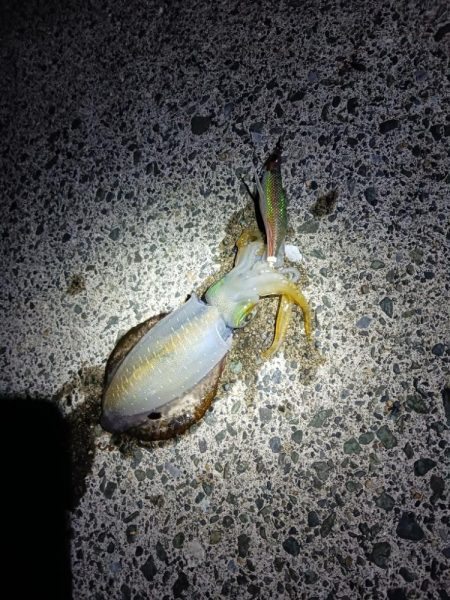 とりあえずアオリ2回目