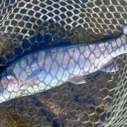 高原の管理釣り場で夏のトラウト ～平谷湖フ…