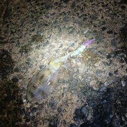 とりあえずアオリ4回目