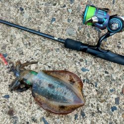 エギング秋シーズン開幕！ ～越前海岸～