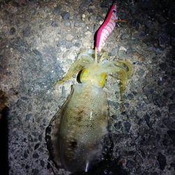 とりあえずアオリ5回目