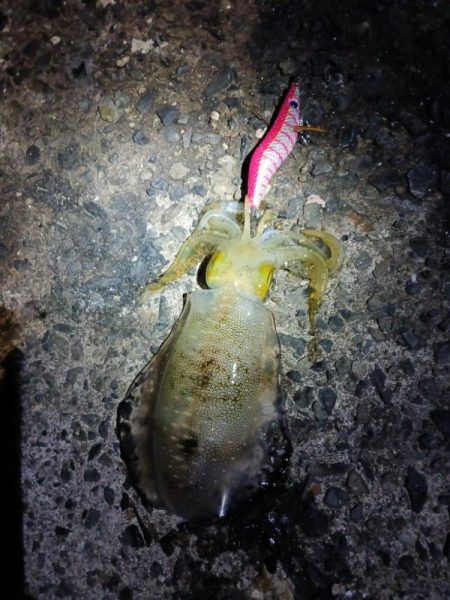 とりあえずアオリ5回目