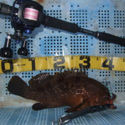 青物不発もなんとか