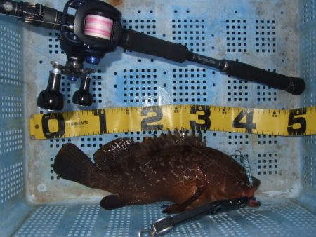 青物不発もなんとか