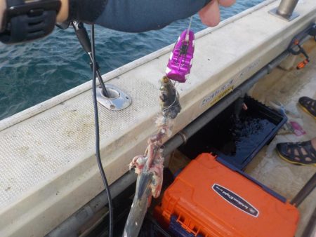 タチウオ第1戦〜盛和丸〜