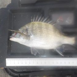 かかり釣り第1戦〜たかし丸〜