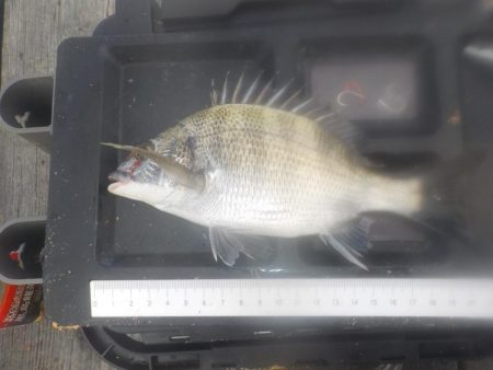 かかり釣り第1戦〜たかし丸〜