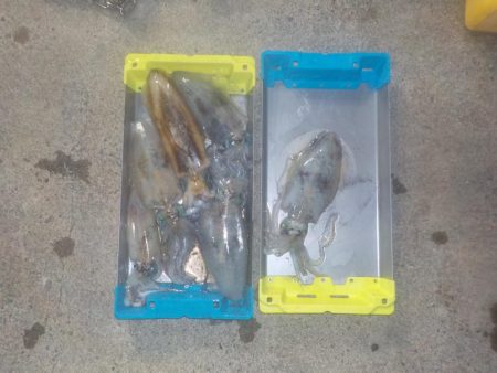 ティップラン初釣行〜倉丸〜