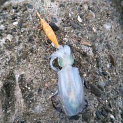 コロッケアオリ