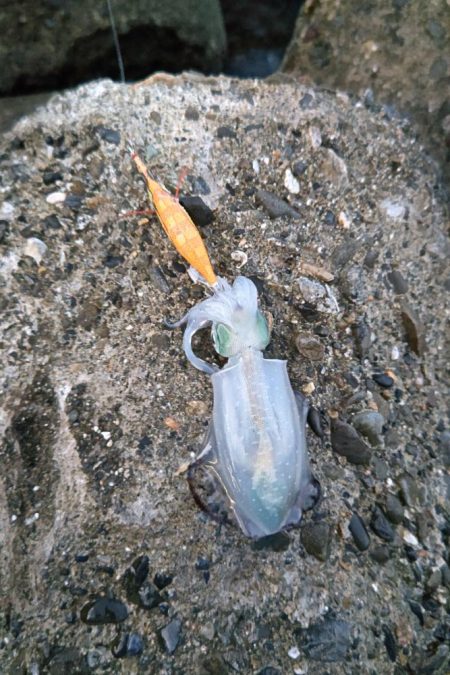 コロッケアオリ