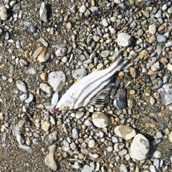 ライトゲームとエギング