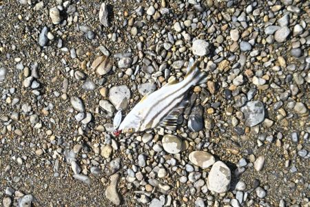 ライトゲームとエギング