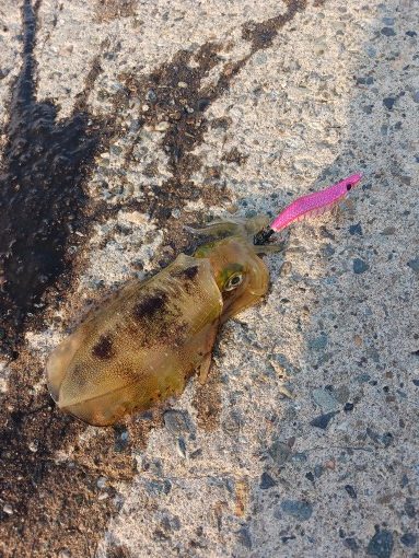 とりあえずアオリ１回目