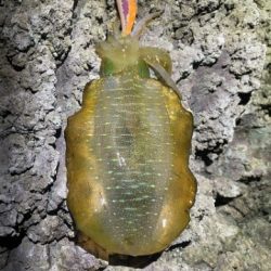 2025 佐渡ヶ島エギング Vol.3【9月5日】