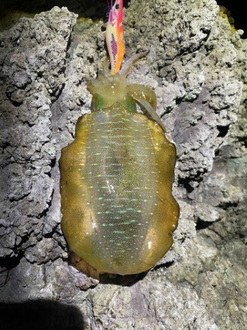 2025 佐渡ヶ島エギング Vol.3【9月5日】