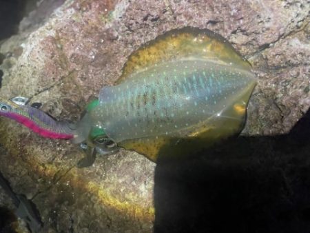 2025 佐渡ヶ島エギング Vol.5【9月7日】