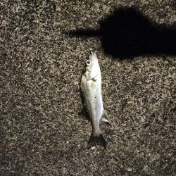 久しぶりの夜釣り