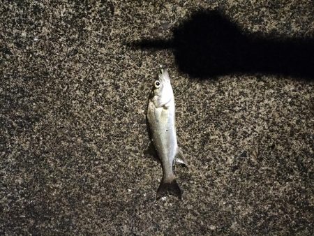 久しぶりの夜釣り