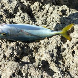 久しぶりのショアジギング