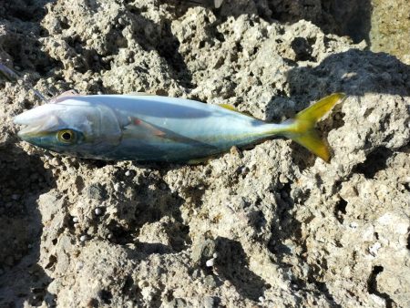 久しぶりのショアジギング