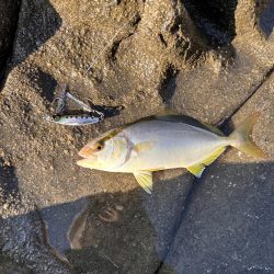 伊根の磯釣り🎣