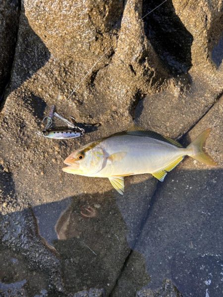 伊根の磯釣り🎣