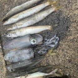 アジフライ　イカフライ