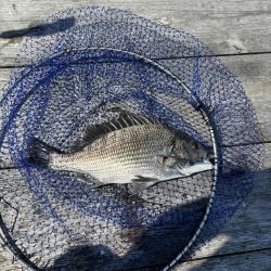 たかたか釣り日記