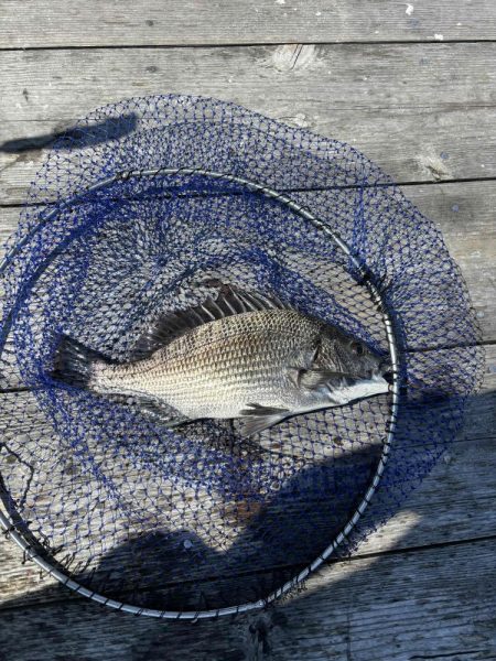 たかたか釣り日記