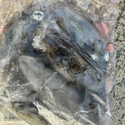 イカ丼食べたくて