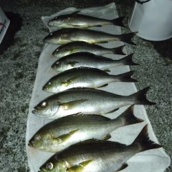 2週連続で夜釣り