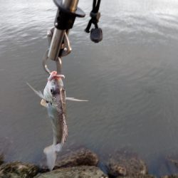 小物しか釣れない…゜