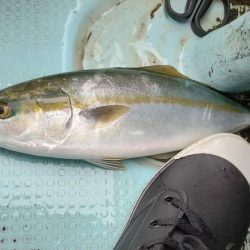 明石ジギング&神戸沖タチウオジギング